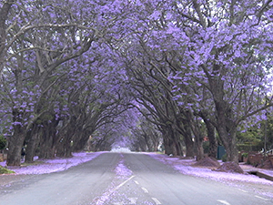 Jacaranda JS