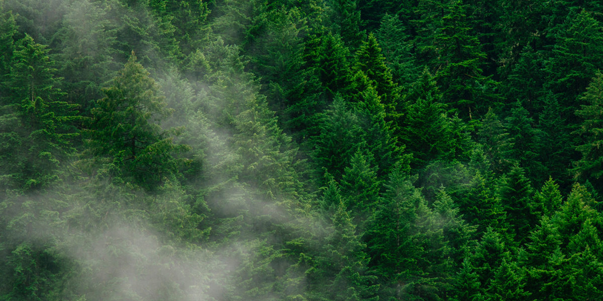 Jetcraft hits carbon neutrality with Azzera